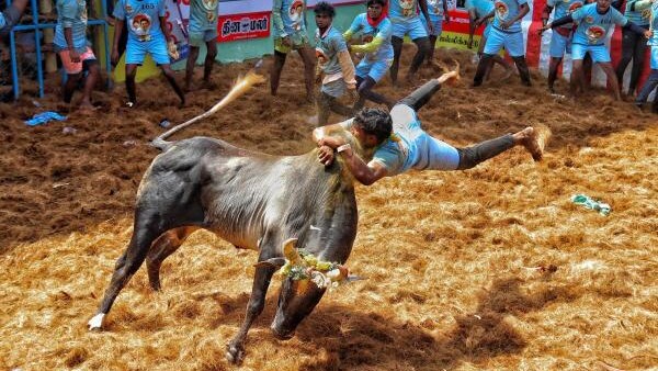Two persons gored to death at Jallikattu venue in Tamil Nadu