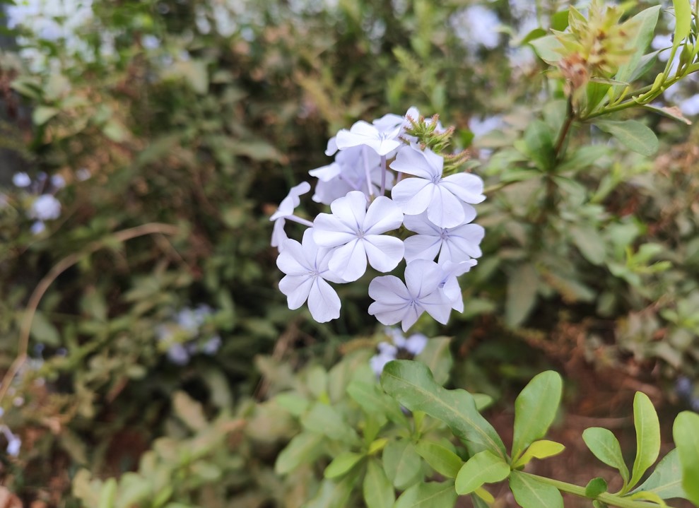 Redmi Note 13 Pro's camera sample.