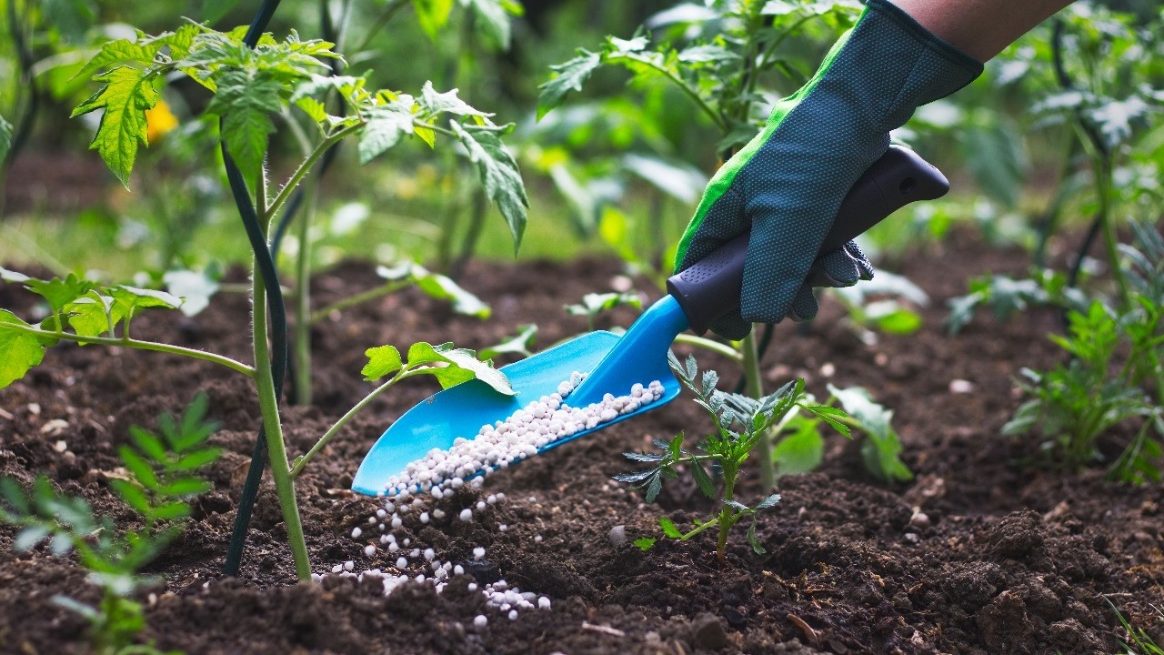 Cabinet approves Rs 24,475 cr subsidy on P&K fertilisers for rabi season