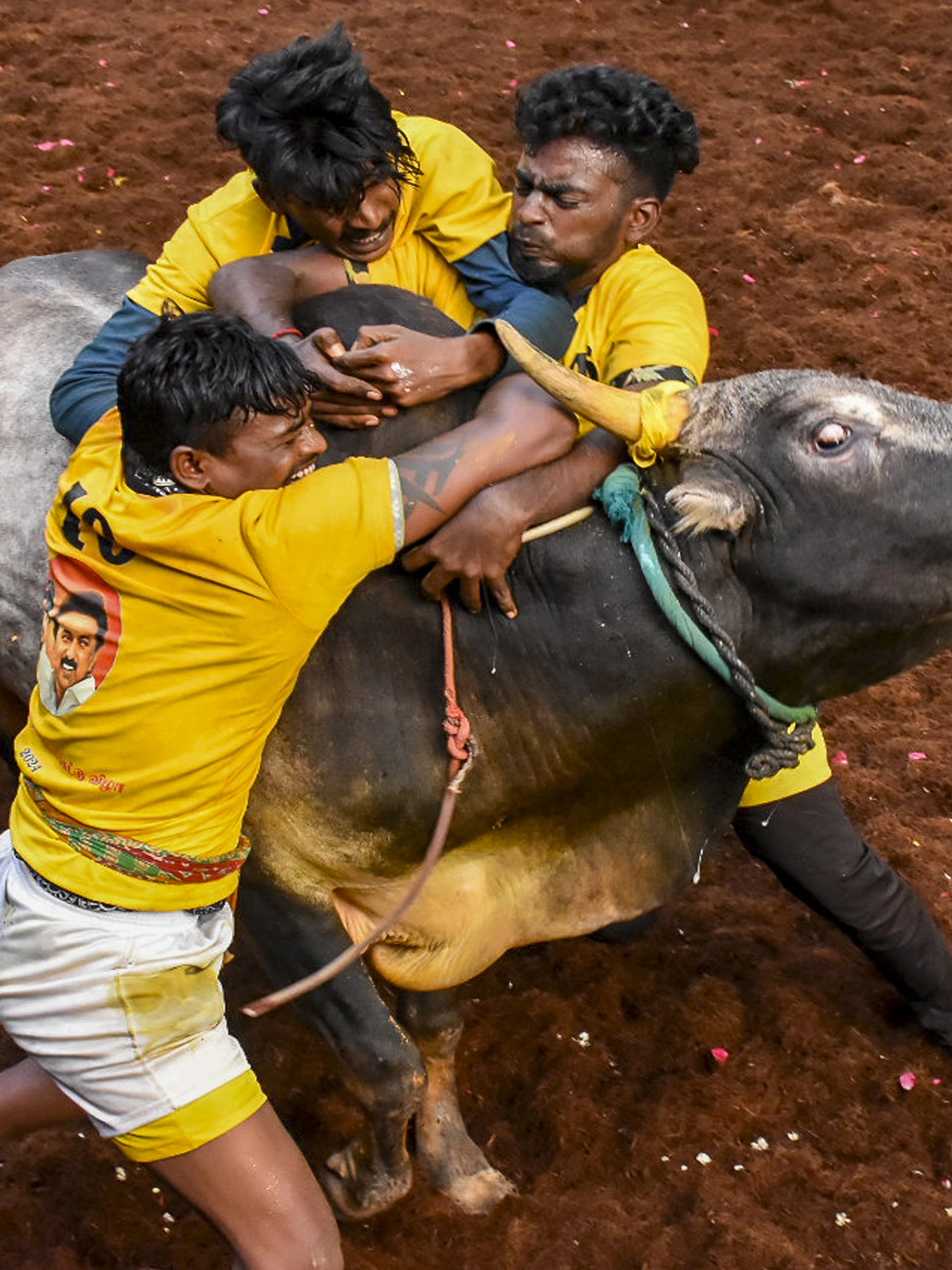 Three men try to take control of a bull as they participate in the Jallikattu in Madurai.