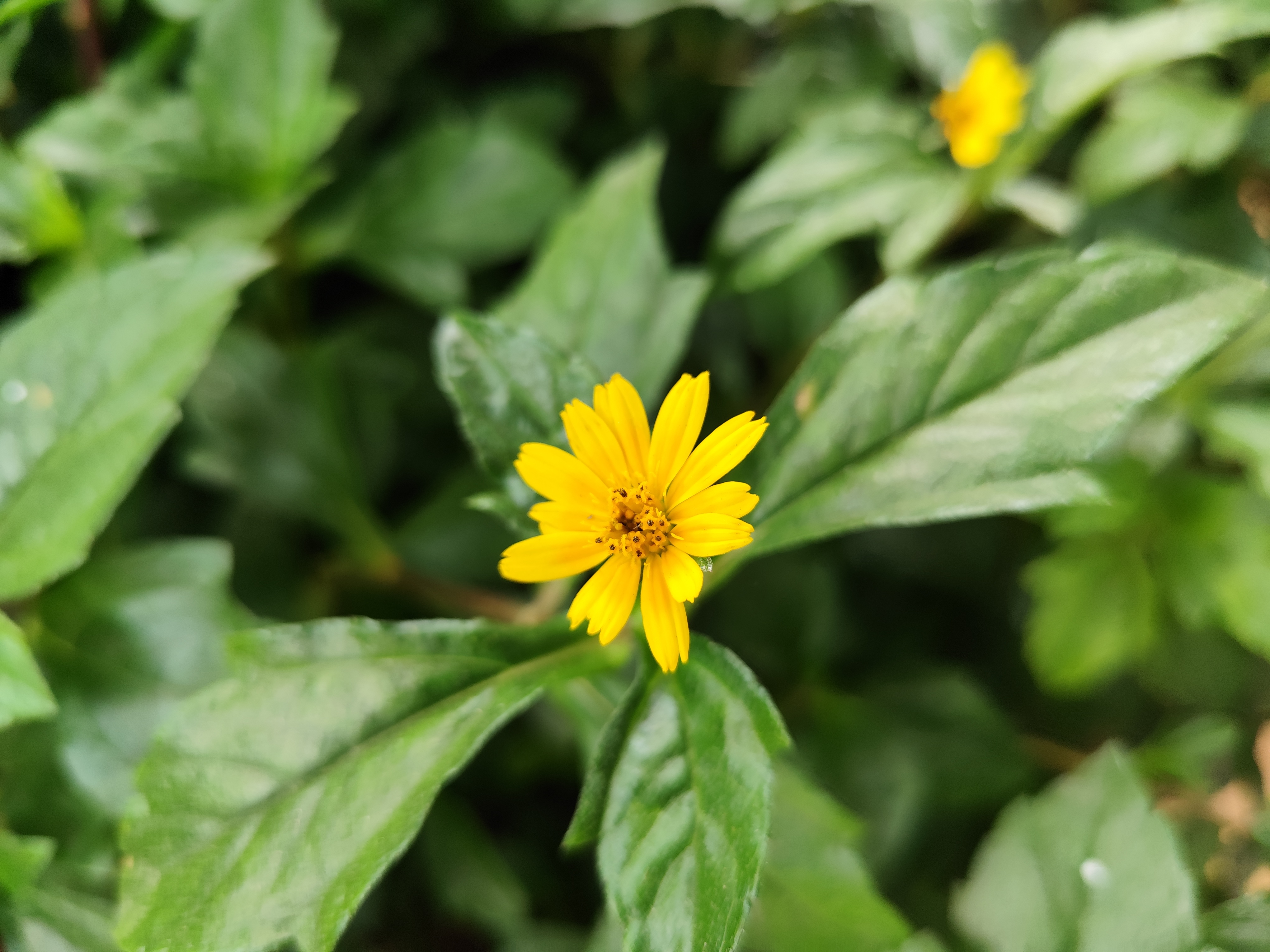 Redmi Note 13 Pro's camera sample.