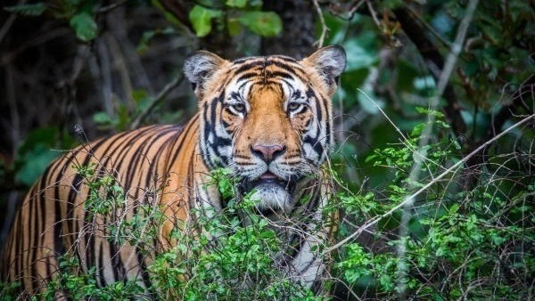 Compassion that kills: Feeding wildlife endangers animals and humans