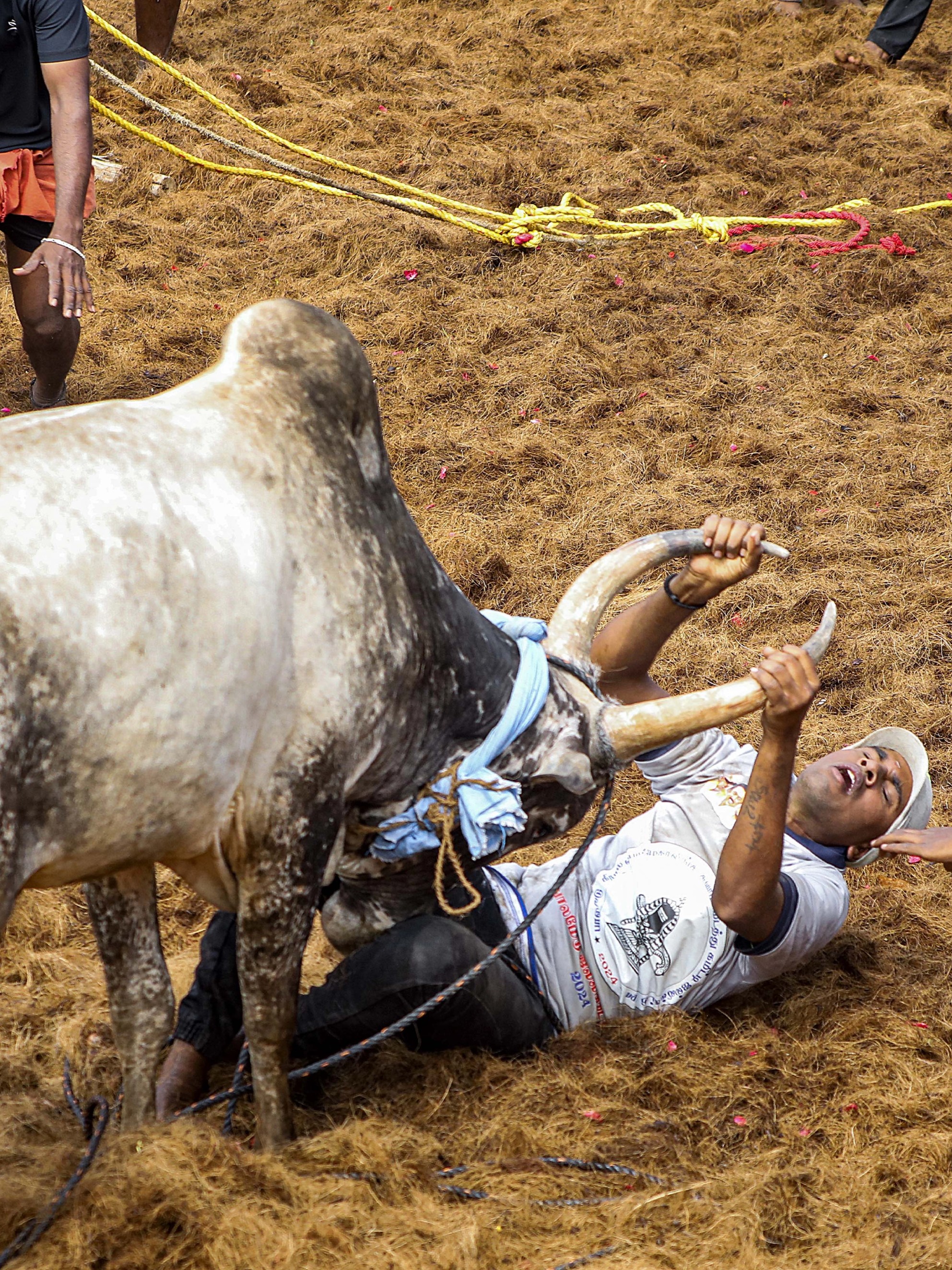 A participant struggles to bring a bull under control in the Jallikattu event in  Madurai.