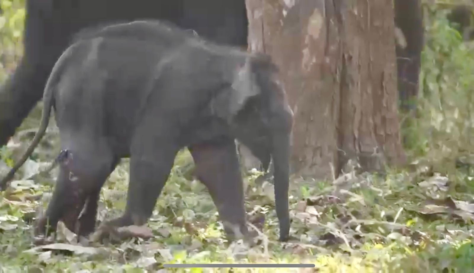 Elephant calf found ill, abandoned in Bandhavgarh Tiger Reserve; forest dept takes it under its care