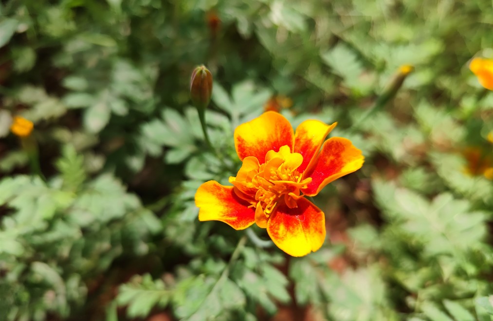Redmi Note 13 Pro's camera sample.