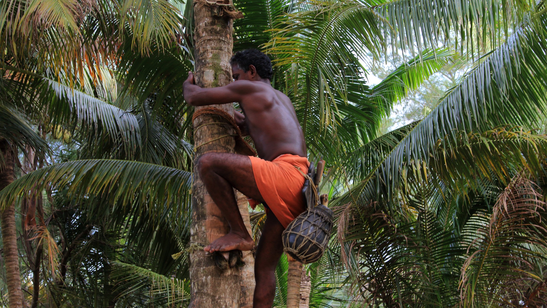 Toddy tapper falls to death in Karnataka