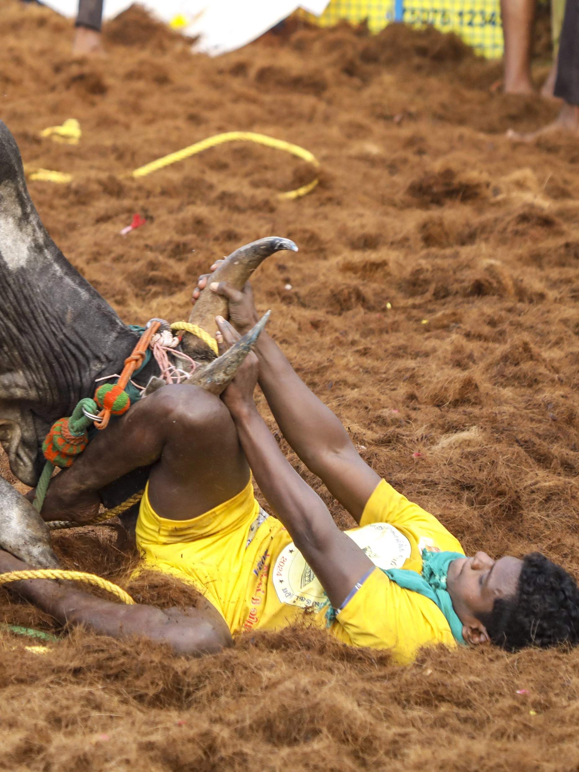 A participant tries to tackle a bull in a Jallikattu event at Periya Suriyur in Tiruchirappalli.