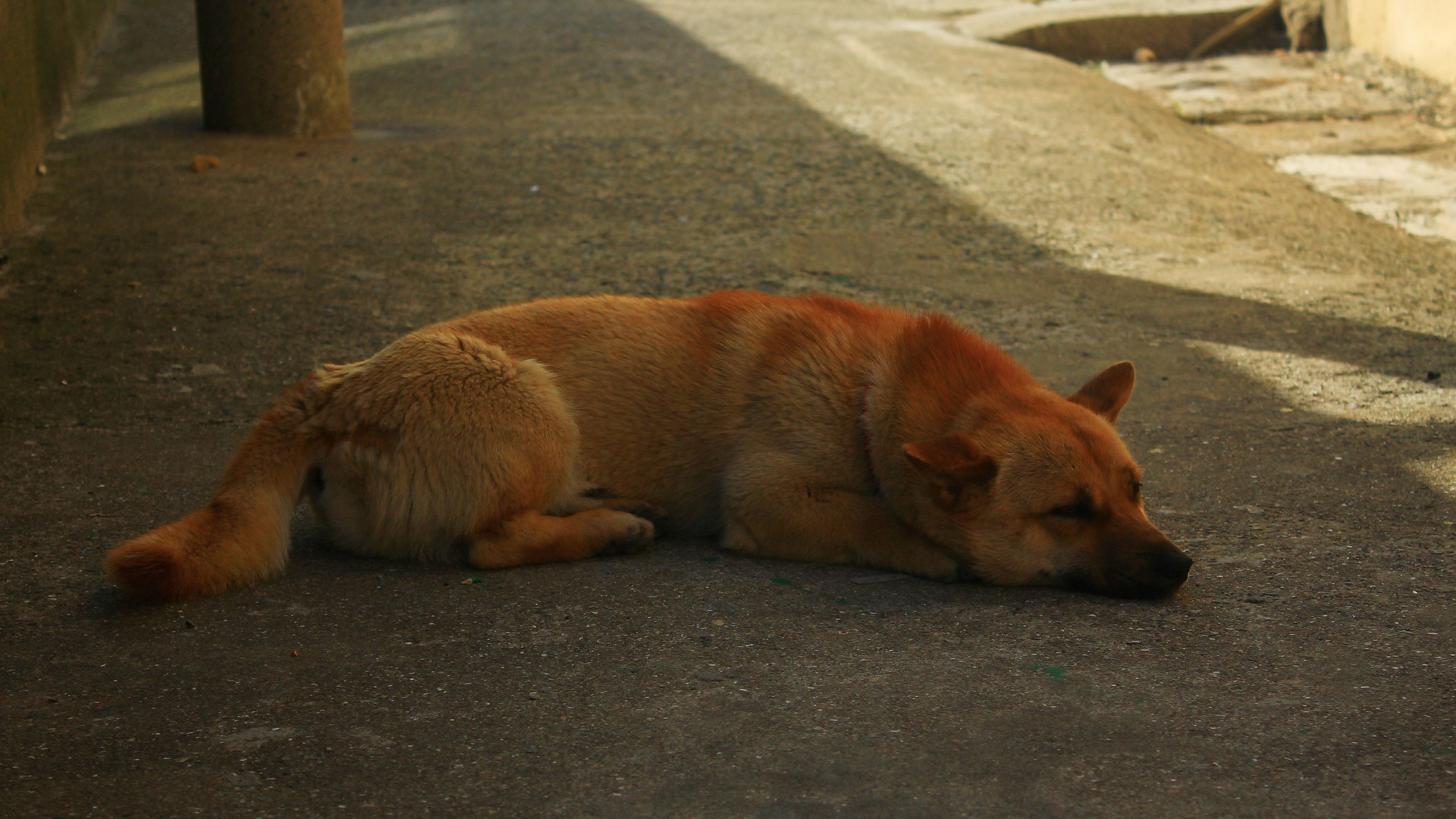 South Korea's history of eating dog meat