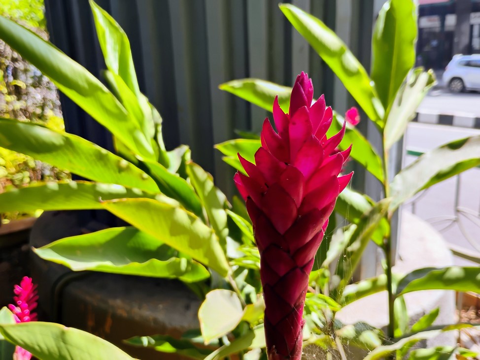 Motorola Moto G34 5G's camera sample.