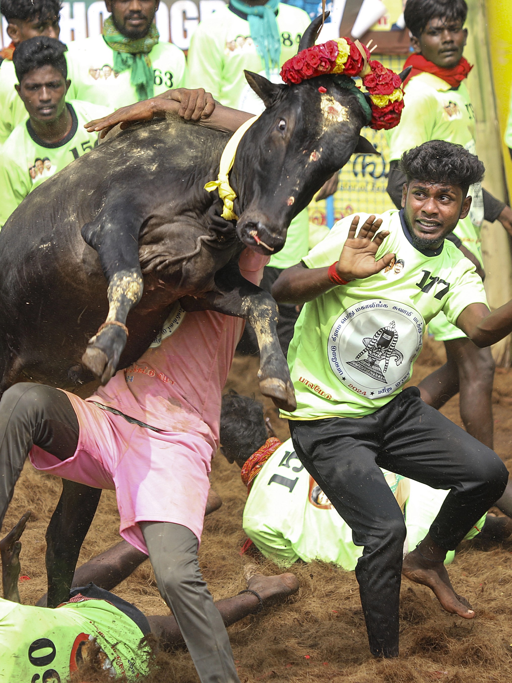 Youngsters try to tame the bull in a Jallikattu event at Palamedu in Madurai.