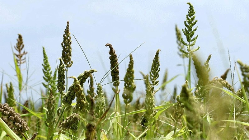 Karnataka to include millet recipes in mid-day meals and Indira canteen menu soon