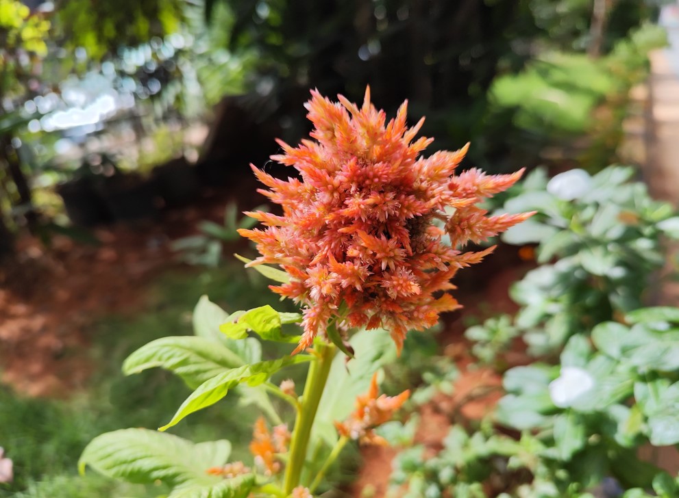 Redmi Note 13 Pro's camera sample.