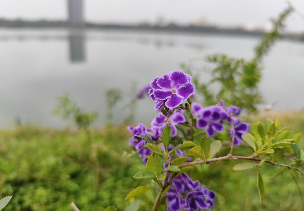 Redmi Note 13 Pro's camera sample.
