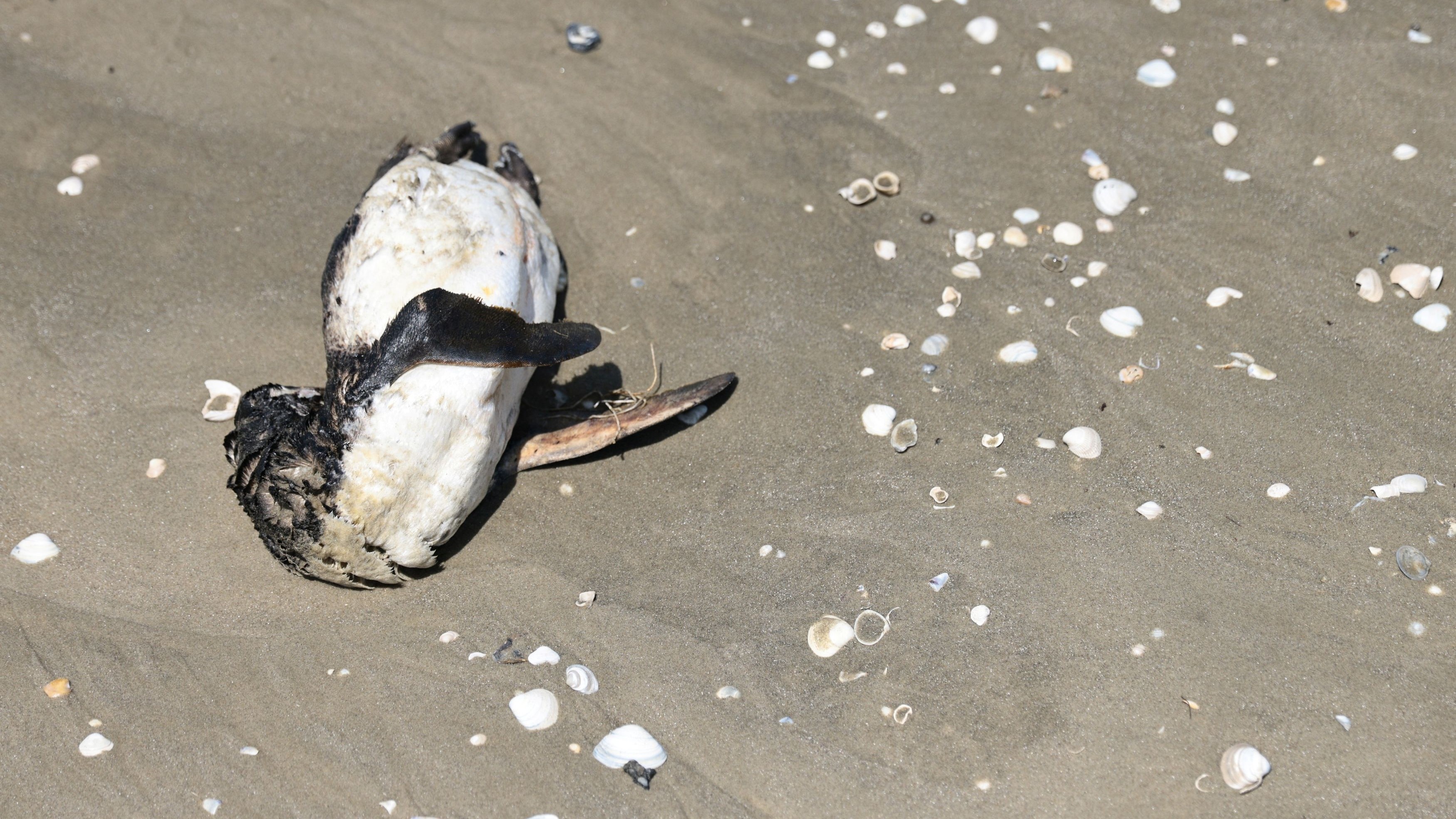 Bird flu found in penguins near Antarctica, 200 chicks dead