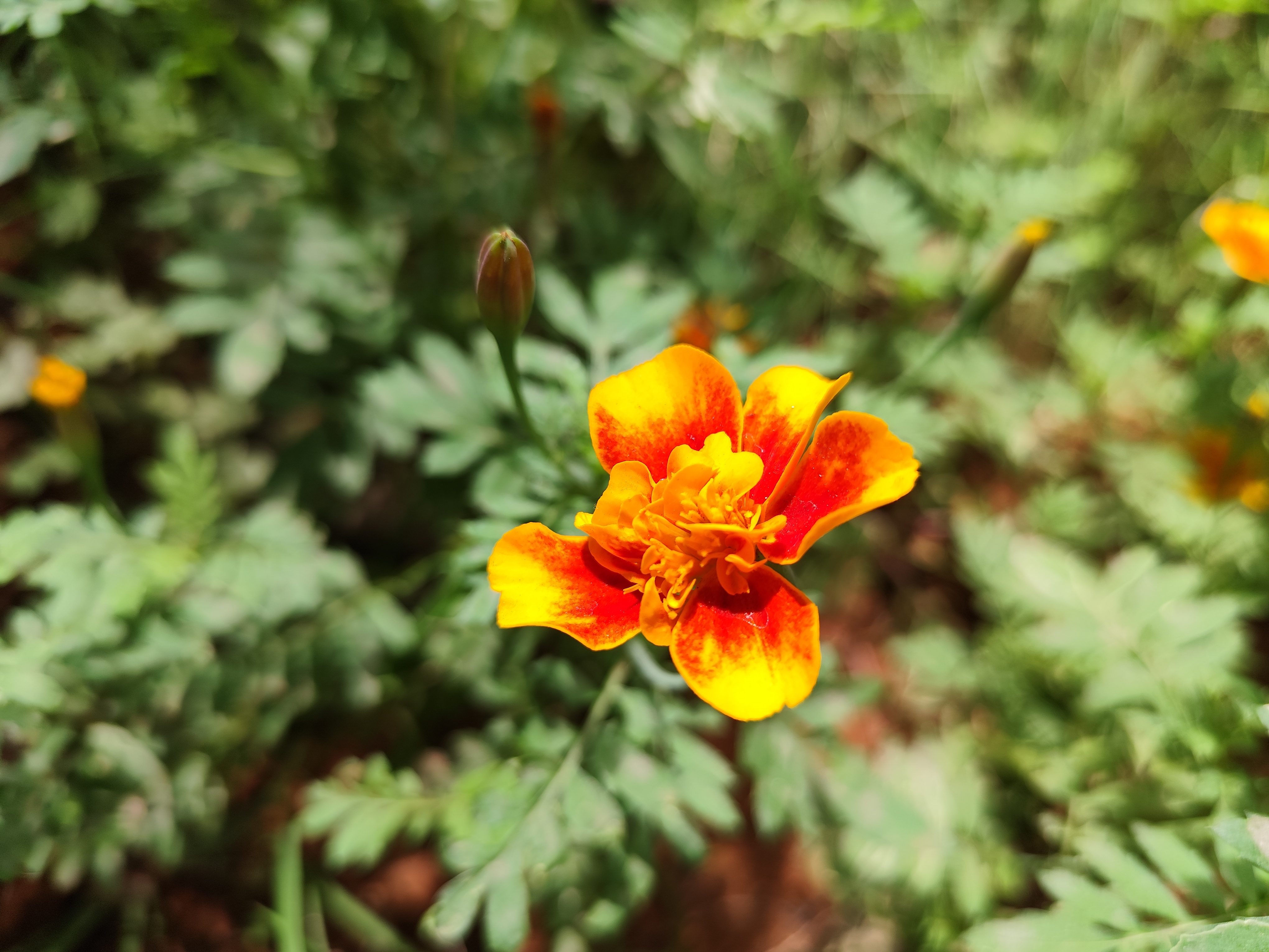 Redmi Note 13 Pro's camera sample.