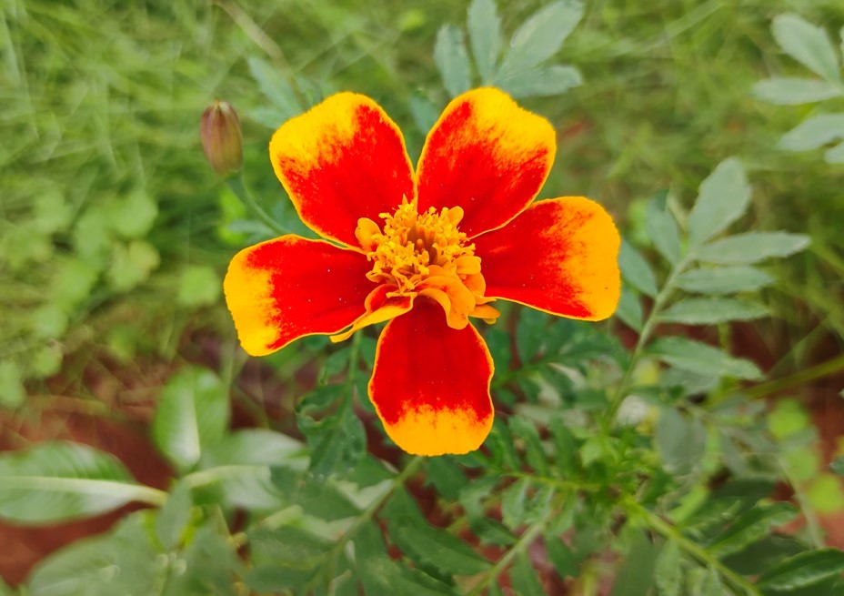 Motorola Moto G34 5G's camera sample.