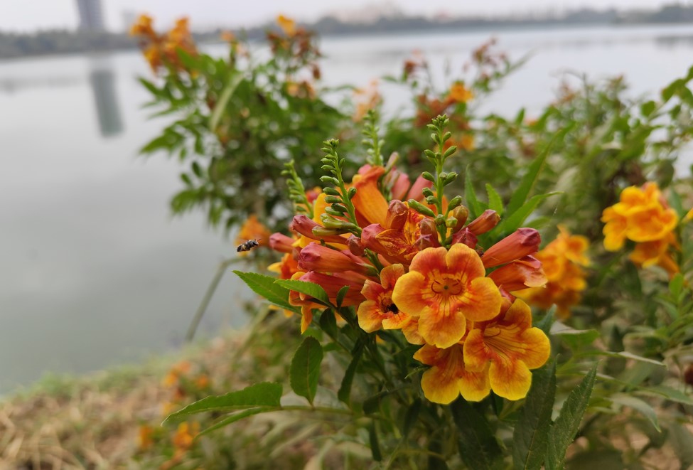 Redmi Note 13 Pro's camera sample.