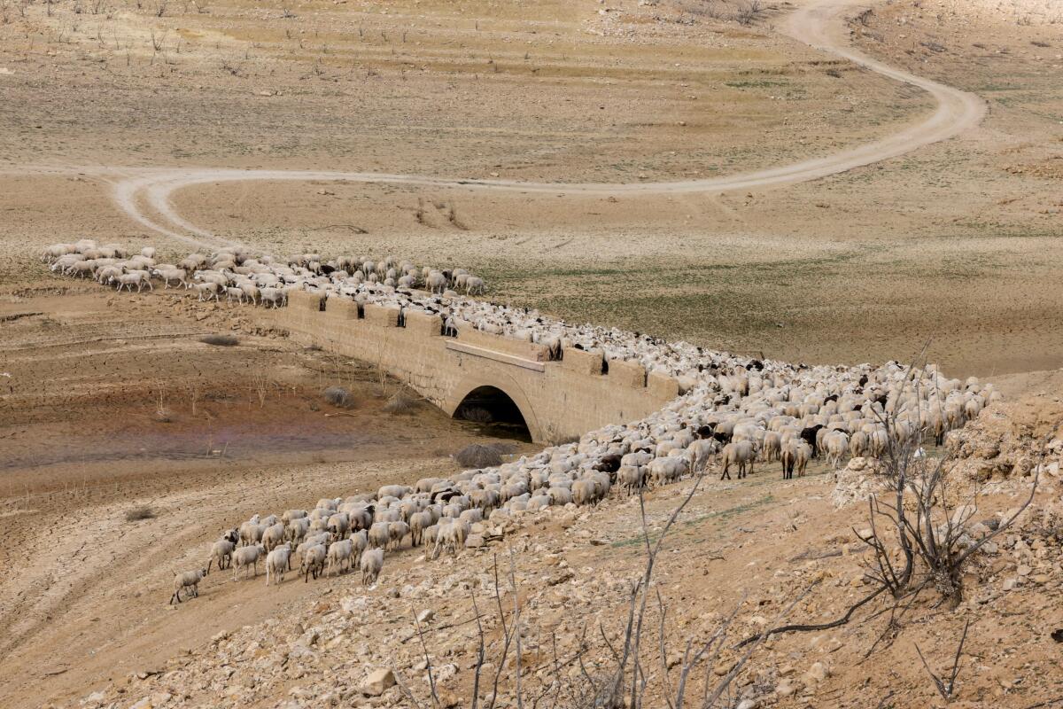 A flock of sheep crosses an old bridge, as it emerges from the low waters of the Guadalteba reservoir, after they drank water, during a strong drought in Campillos, near Malaga, southern Spain January 29, 2024.