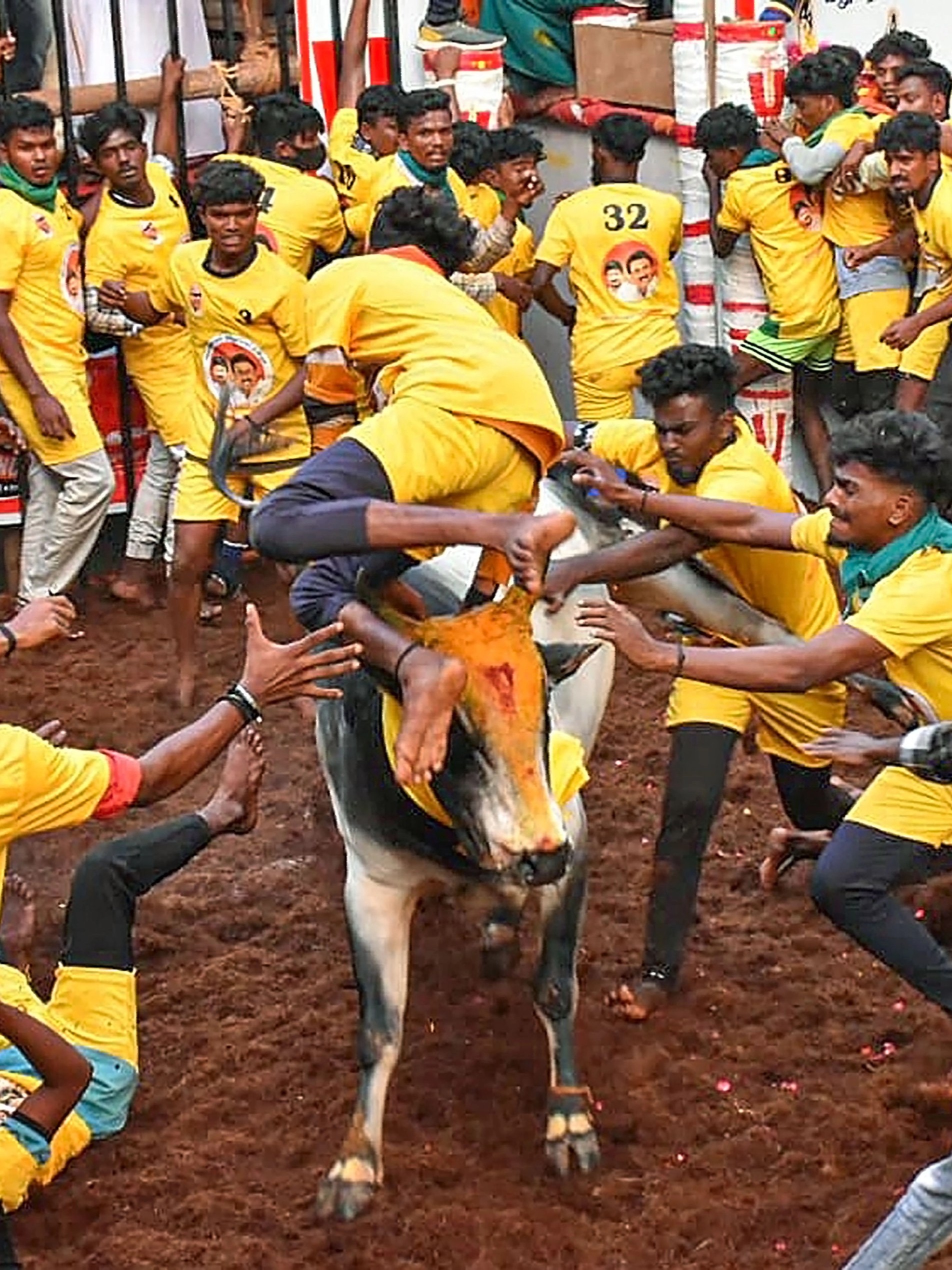 People try to take control of a bull as they participate in the Jallikattu event at Avaniyapuram in Madurai.