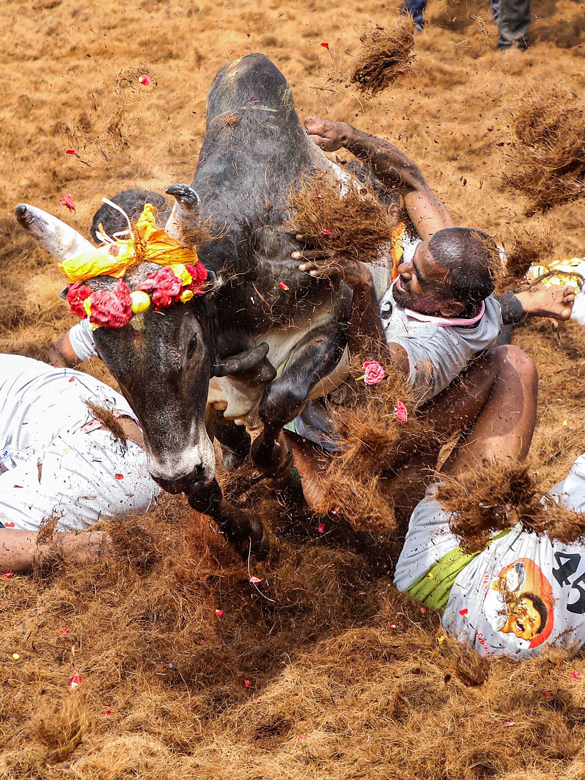 People participate in a Jallikattu event at Palamedu in Madurai.