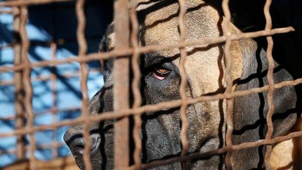 Bengaluru activists flag animal cruelty, seek regular meetings for action