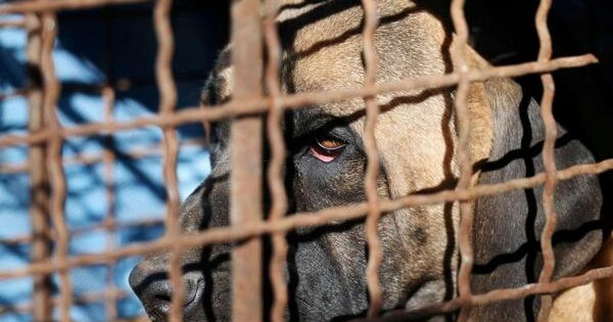 Bengaluru activists flag animal cruelty, seek regular meetings for action