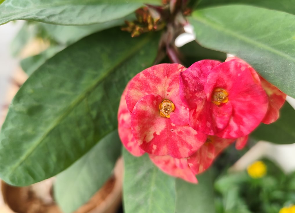 Redmi Note 13 Pro's camera sample.