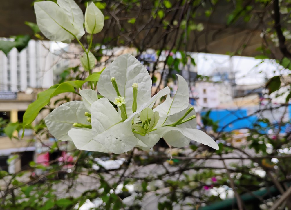 Motorola Moto G34 5G's camera sample.