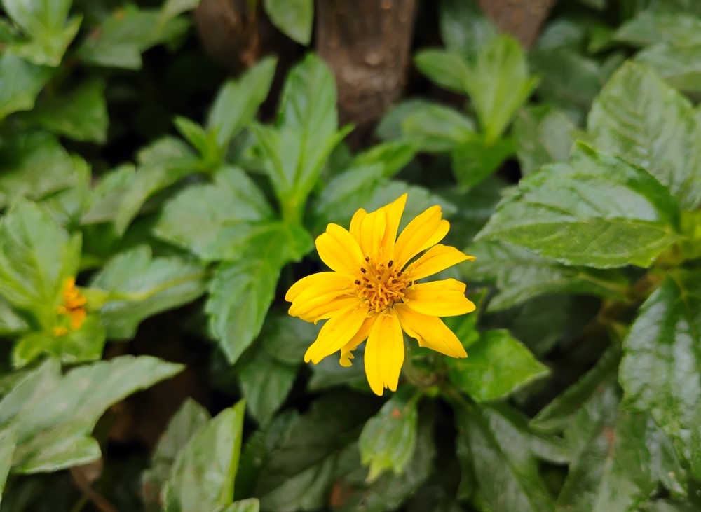 Motorola Moto G34 5G's camera sample.