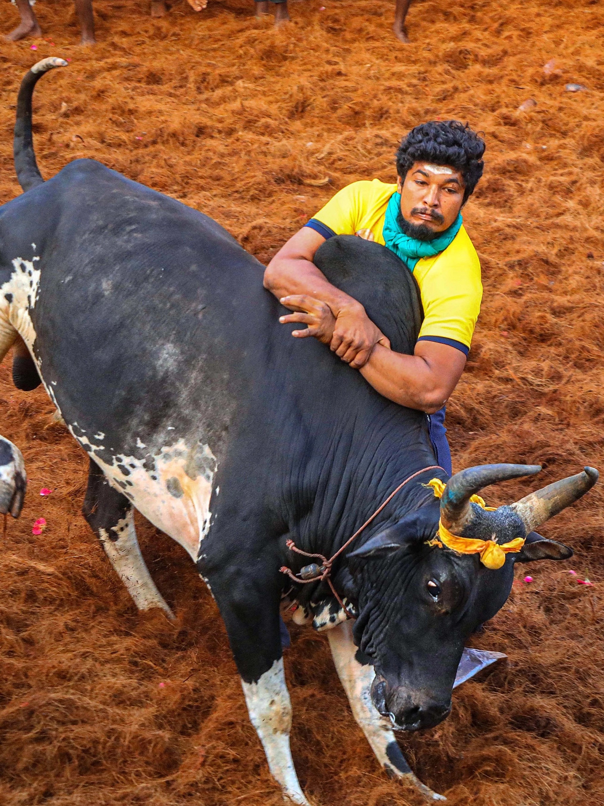 A participant tries to take control of a bull during the Jallikattu event at Alanganallur in Madurai.