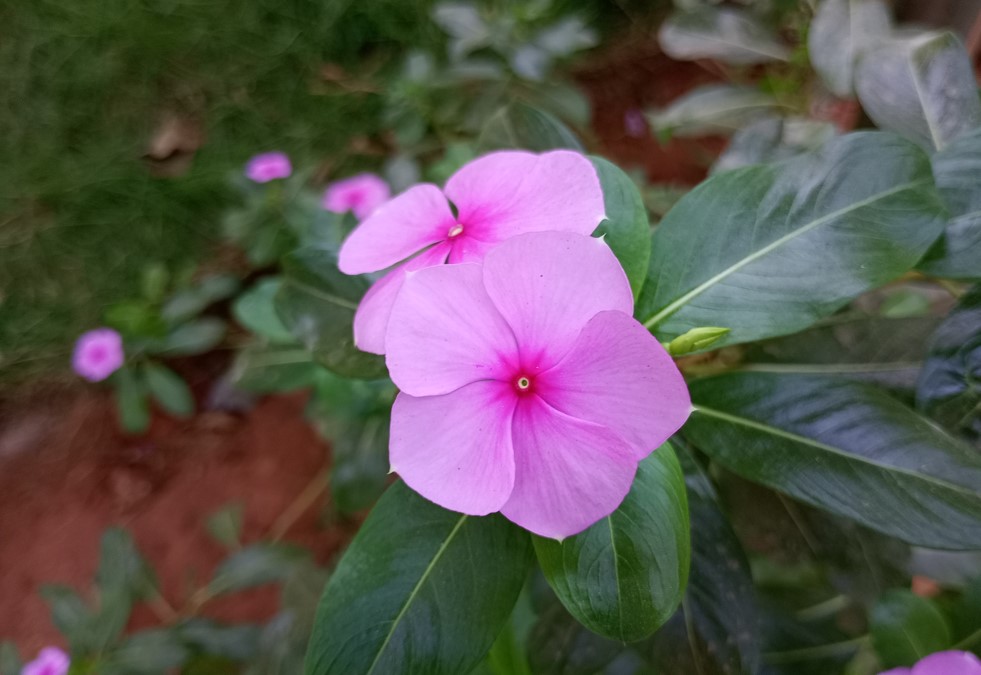 Motorola Moto G24 Power's camera sample with macro mode on.