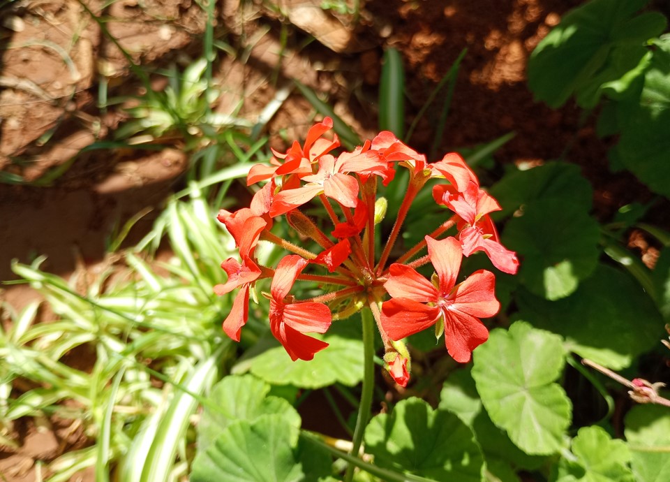Motorola Moto G24 Power's camera sample.