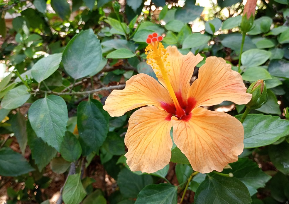 Motorola Moto G24 Power's camera sample.