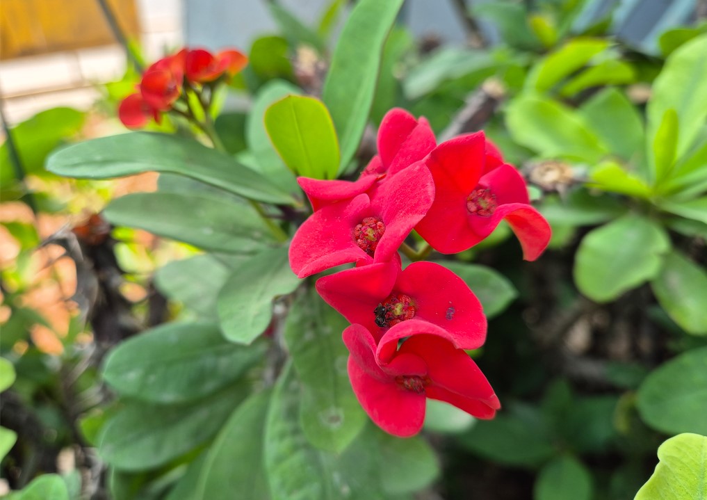 Samsung Galaxy S24 camera sample. 