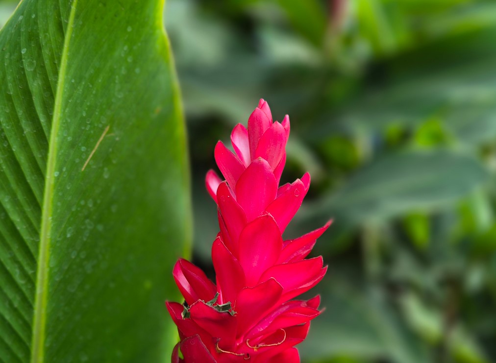 Samsung Galaxy S24 camera sample with portrait mode.