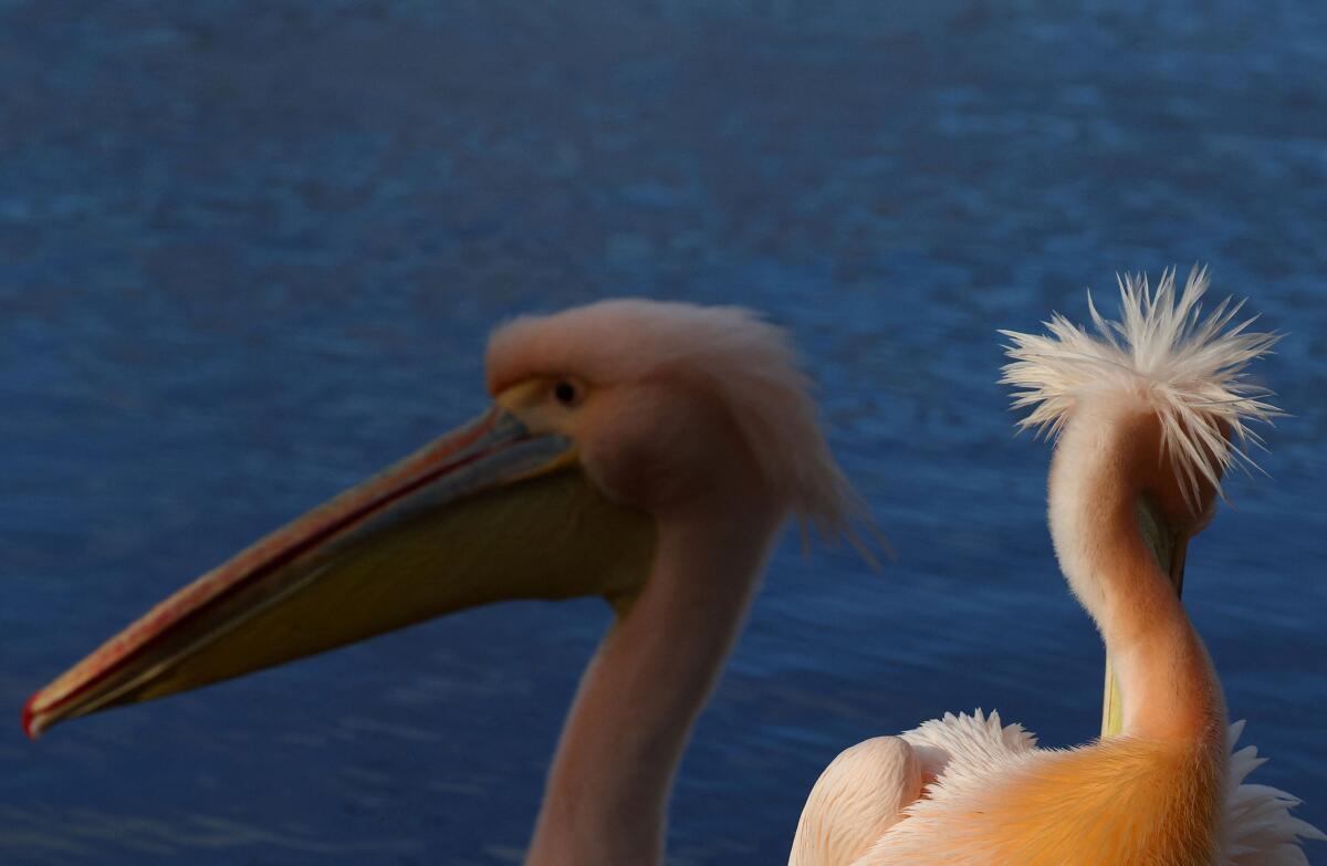 Pelicans stand by the water's edge in St James's Park in London, Britain, February 2, 2024.