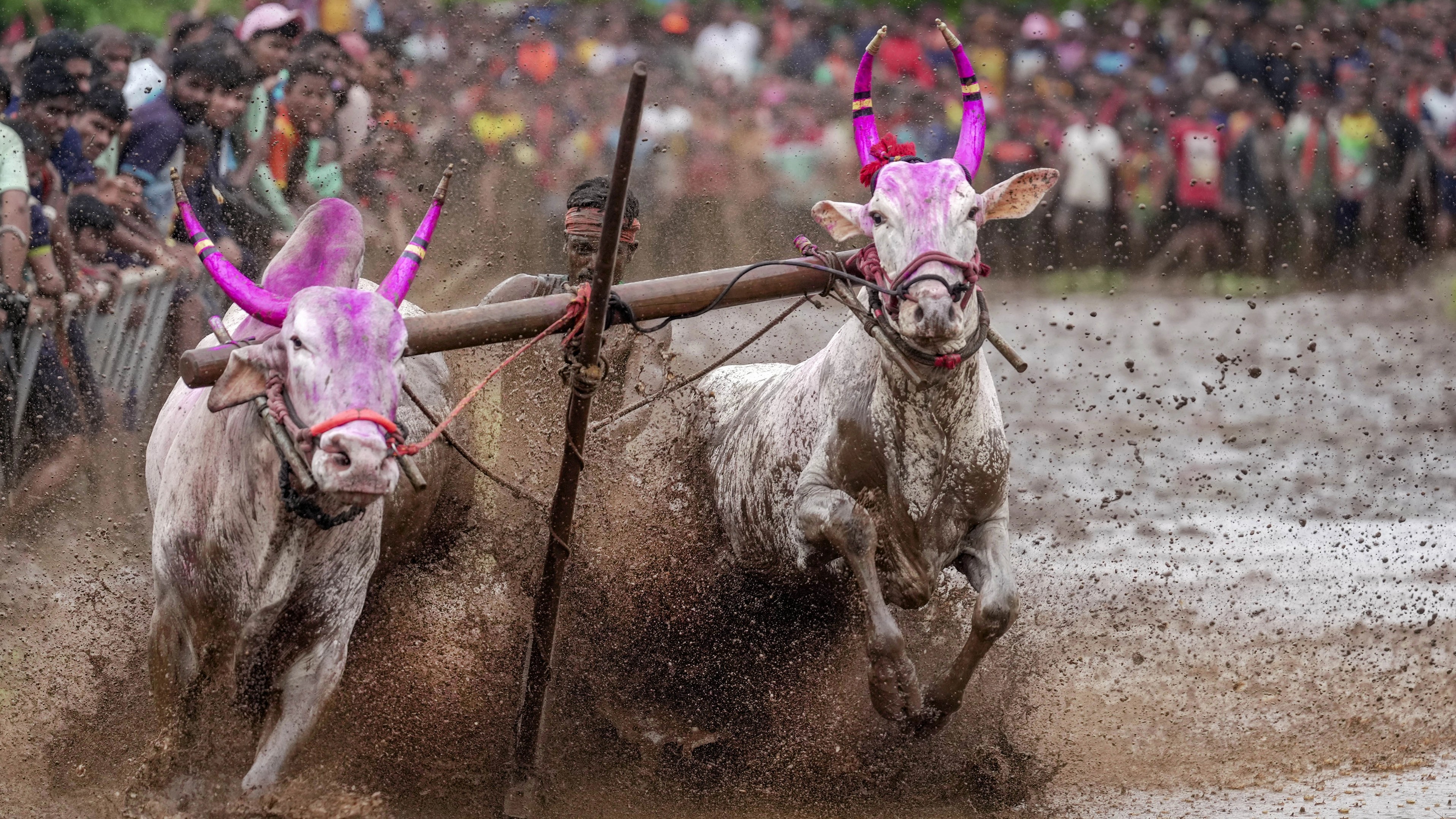 College student killed after bull hits him during race in Karnataka