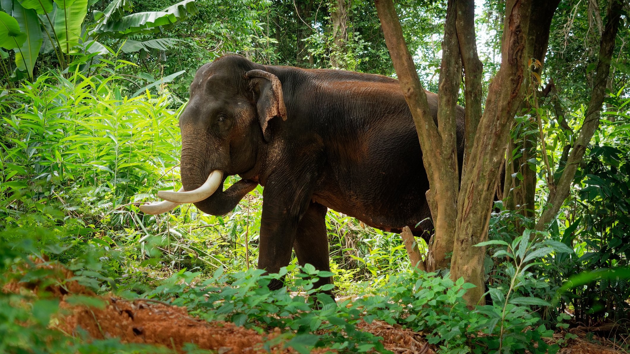 Wild elephant kills man in Kerala; fifth life lost in three months