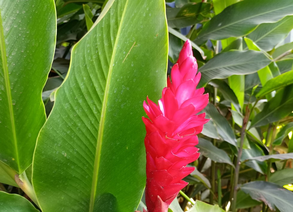 Motorola Moto G24 Power's camera sample.