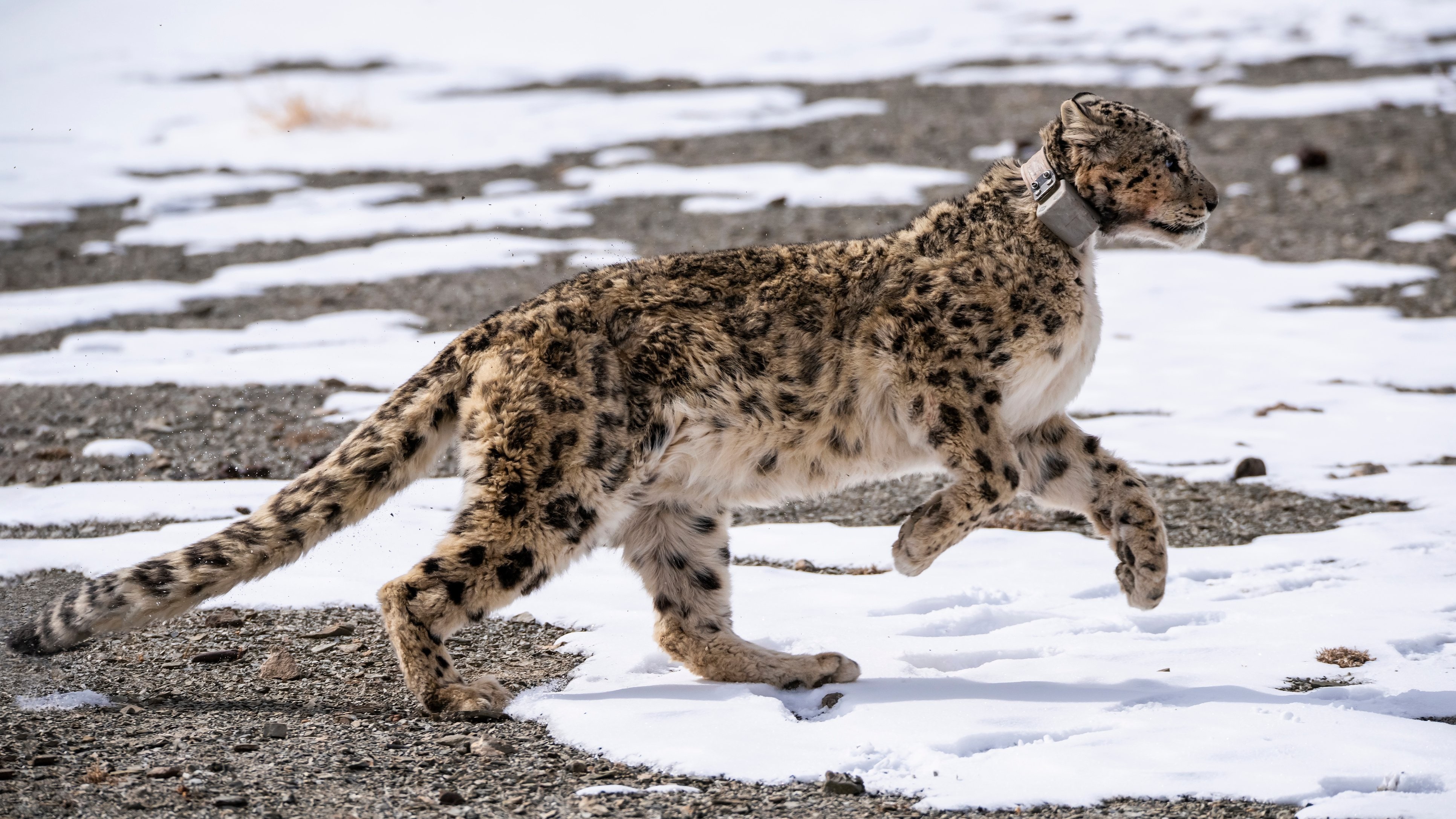 Counting the ‘ghosts of the mountains’ to save them