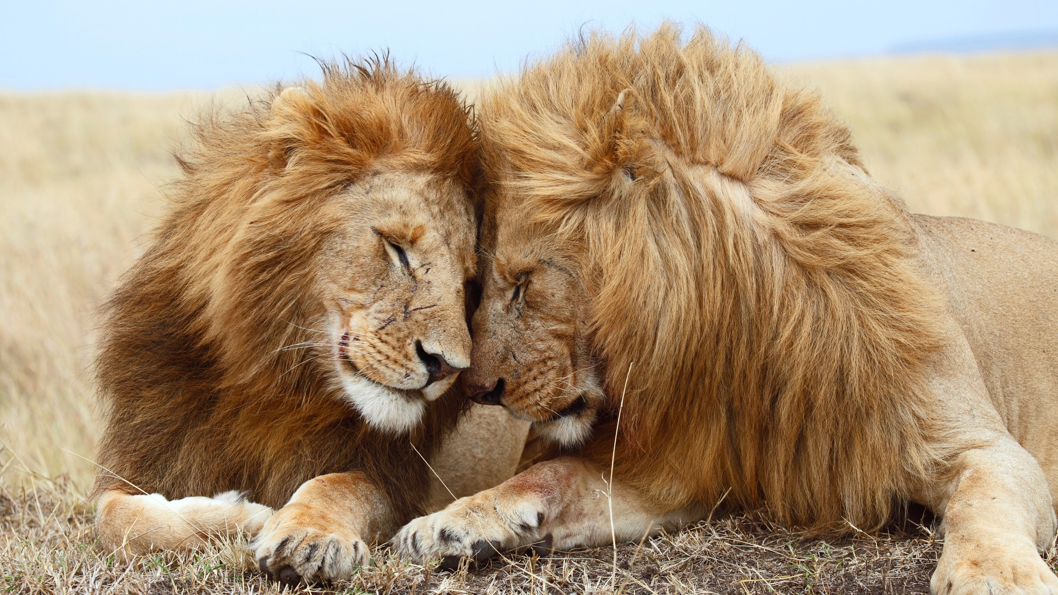 Love is love even in the animal kingdom
