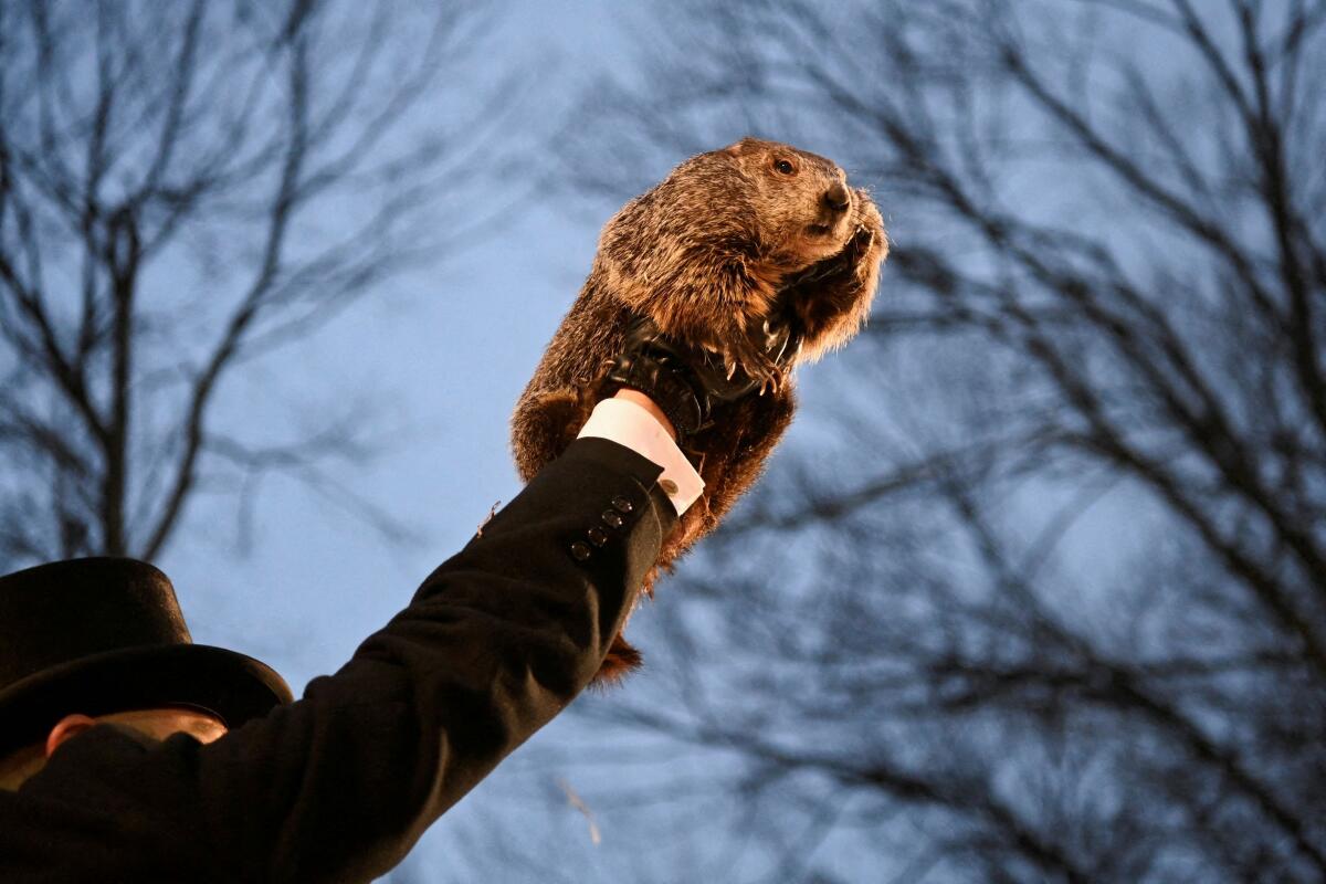 AJ Dereume holds up groundhog Punxsutawney Phil, as he makes his prediction on how long winter will last during the Groundhog Day Festivities, at Gobbler's Knob in Punxsutawney, Pennsylvania, U.S., February 2, 2024.