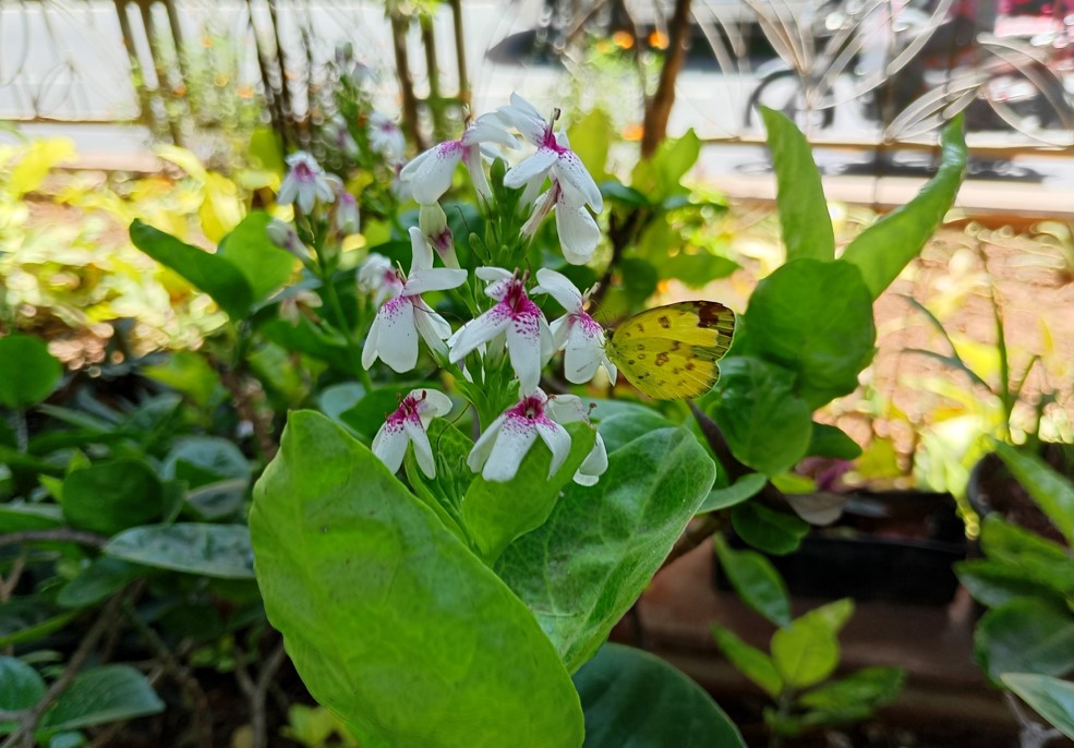 Motorola Moto G24 Power's camera sample.