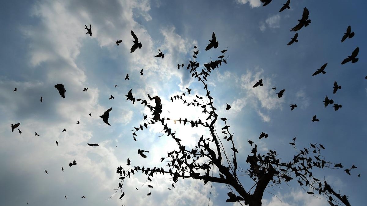 Explained | What flying in a wind tunnel reveals about birds