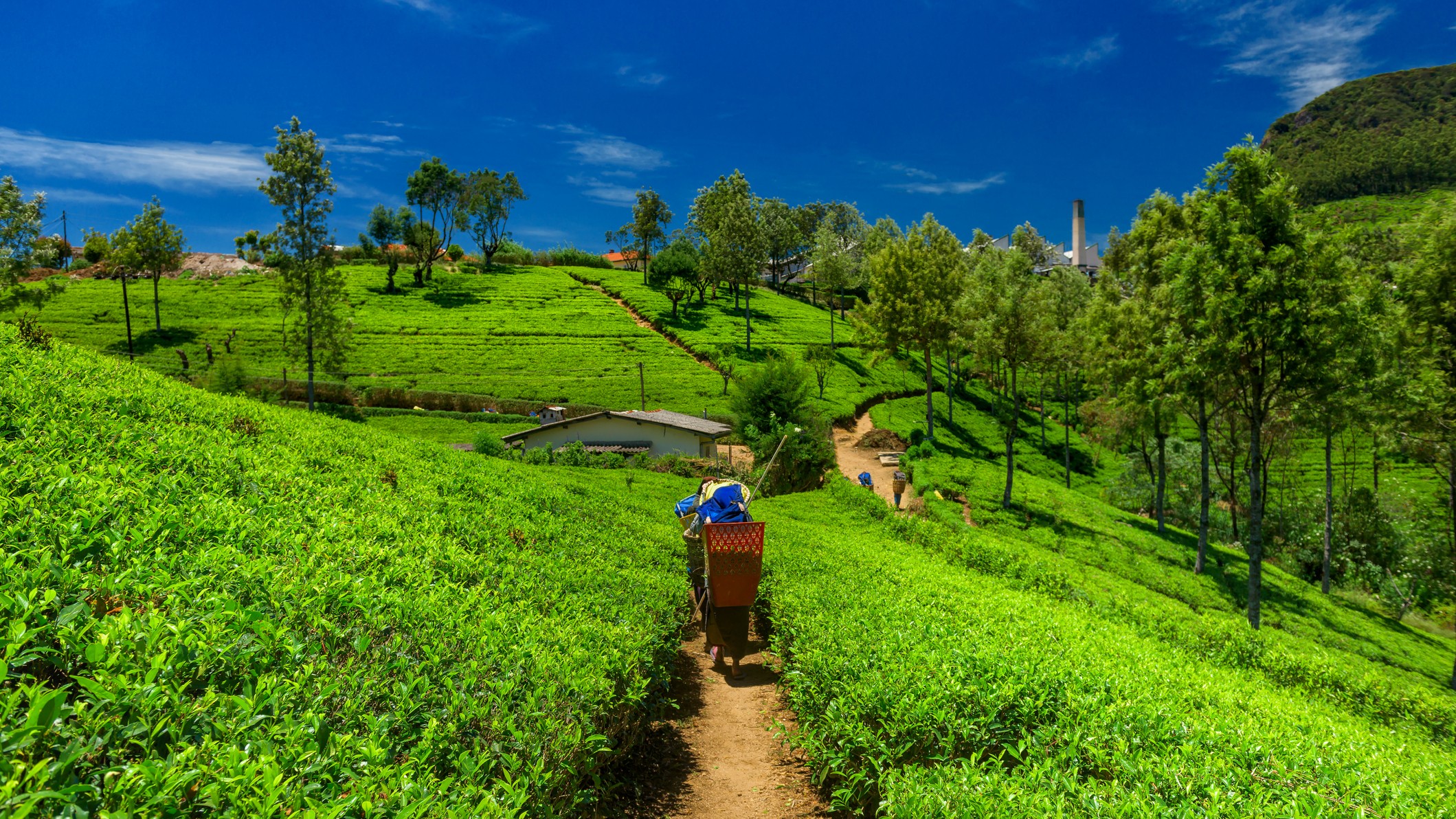 Assam Tea Garden