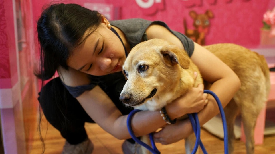 Philippine rescued pets look for love on dates this Valentine's Day