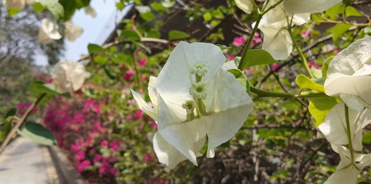 Motorola Moto G04 camera's photo sample.