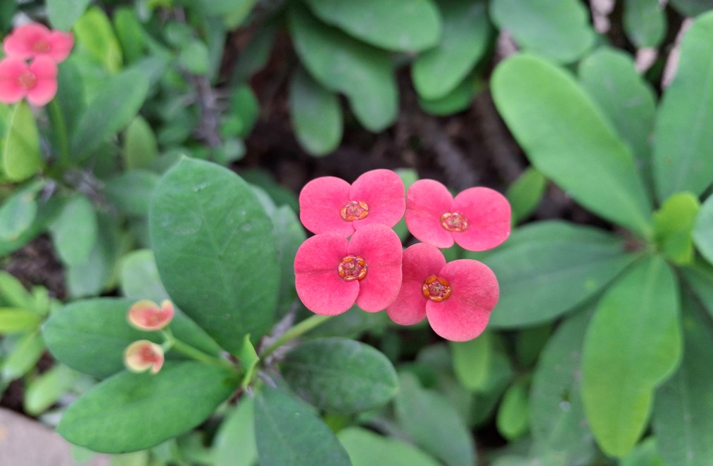 Samsung Galaxy A35's camera sample.