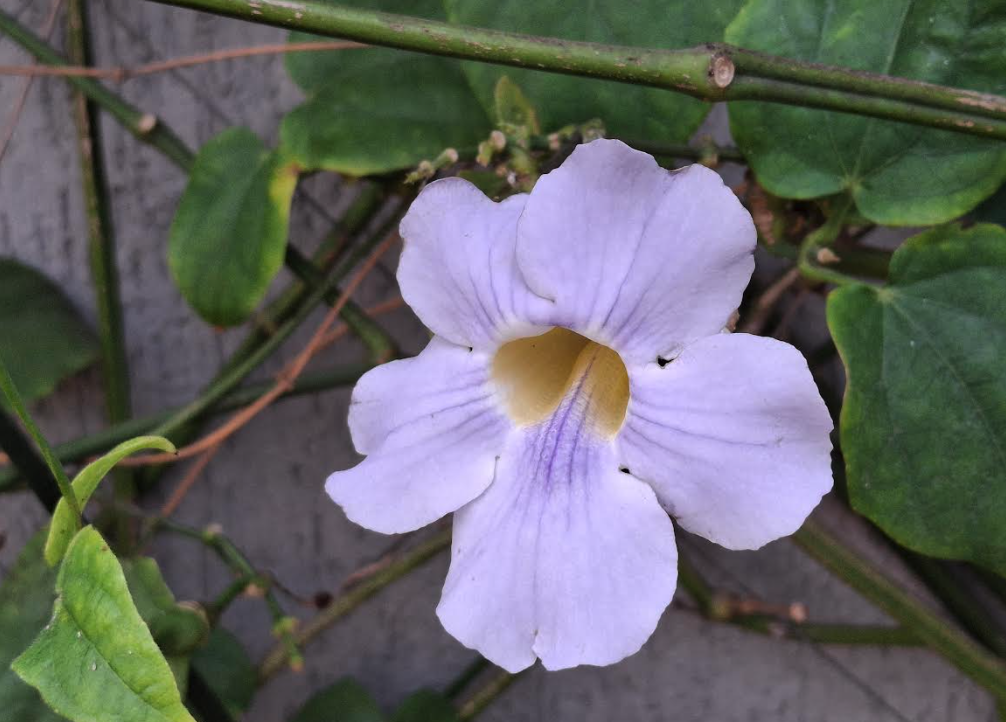 Samsung Galaxy A35's camera sample.