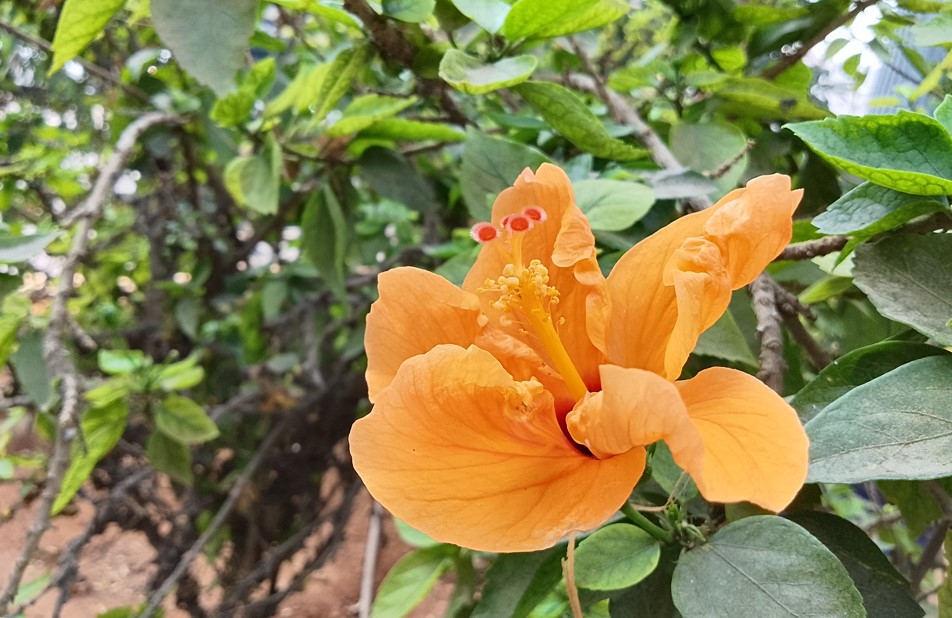 Motorola Moto G04 camera's photo sample.